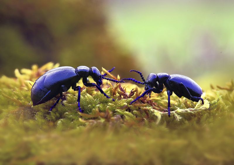 ... Коррида.photo preview