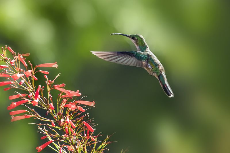 Hummingbirdphoto preview