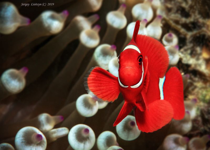 Красный премнас в актинии.photo preview