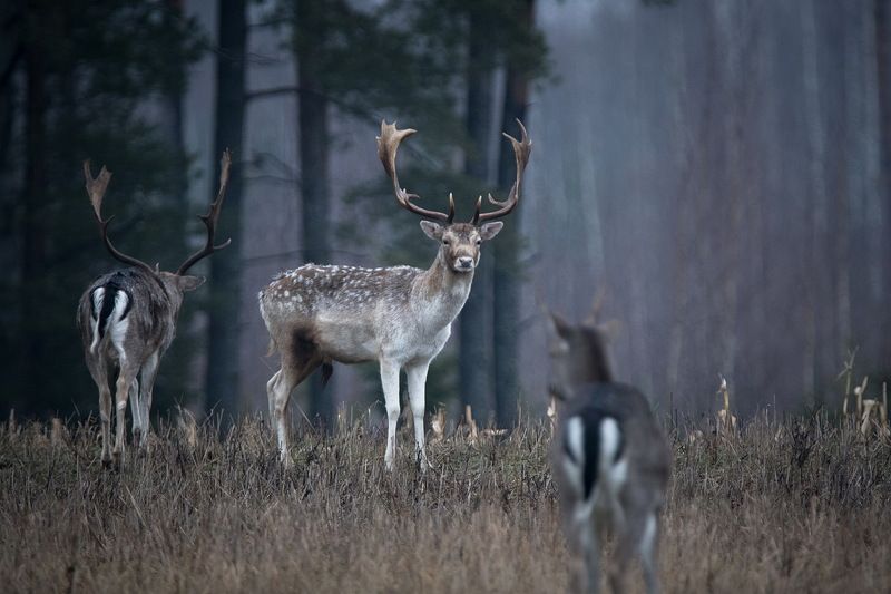 Ланиphoto preview