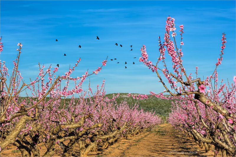 весна, пейзаж, сад, небо, птицы Веснаphoto preview