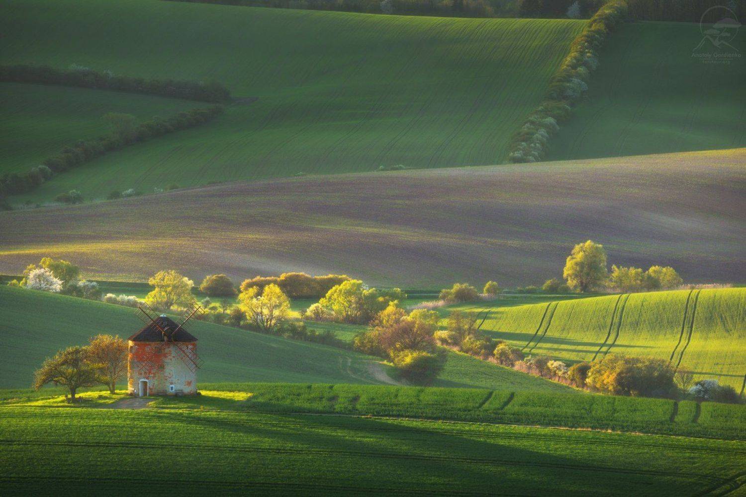 Kunkovice. Автор: Анатолий Гордиенко пейзаж, природа, поле, моравия, чехия, мельница, Анатолий Гордиенко