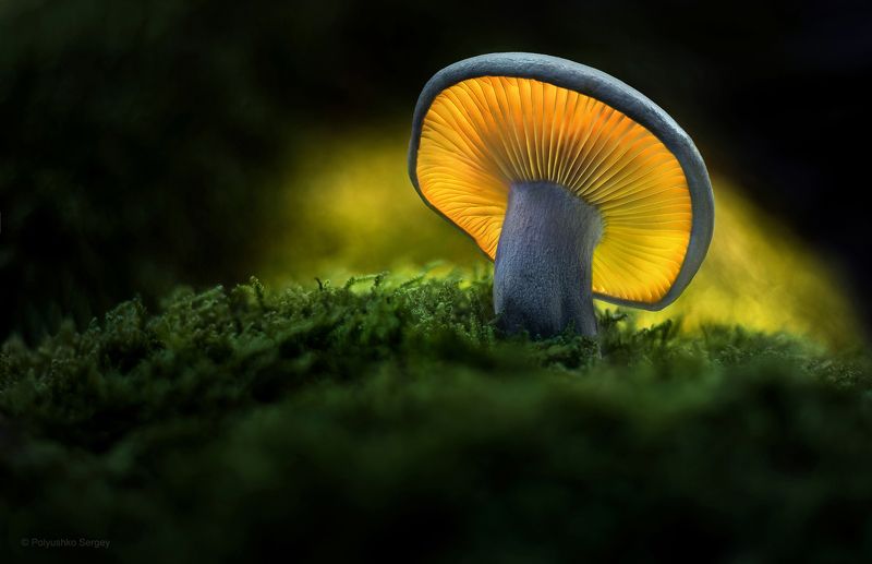 гриб ***photo preview