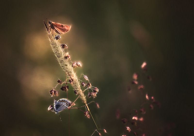 ..летнее..photo preview