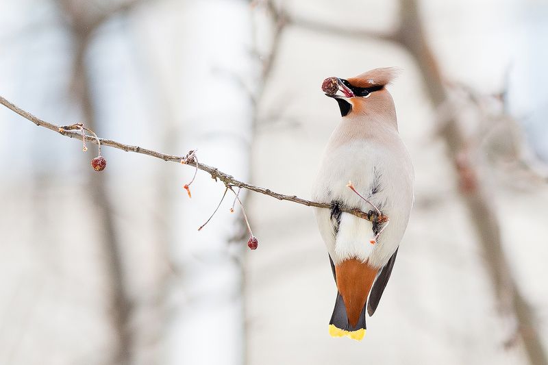 Свиристельphoto preview