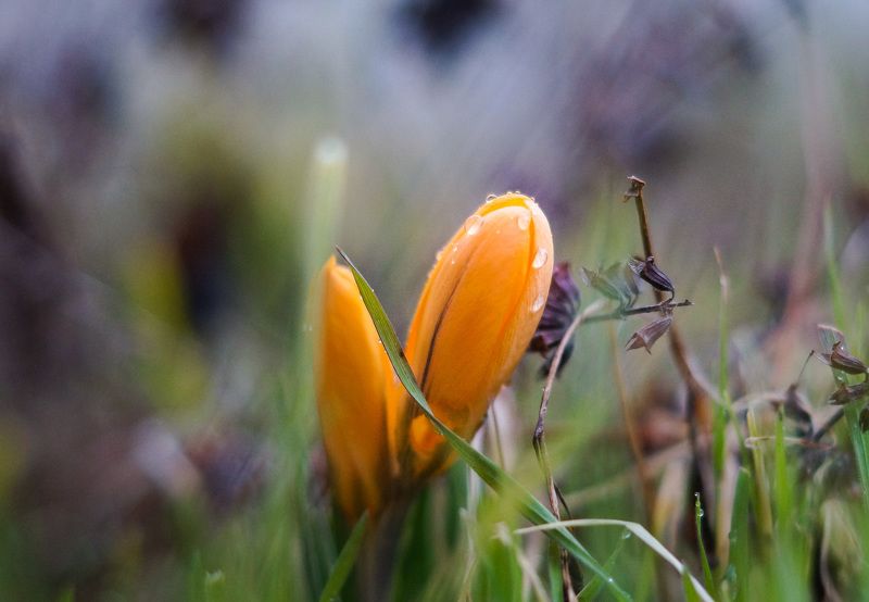 Весна.photo preview