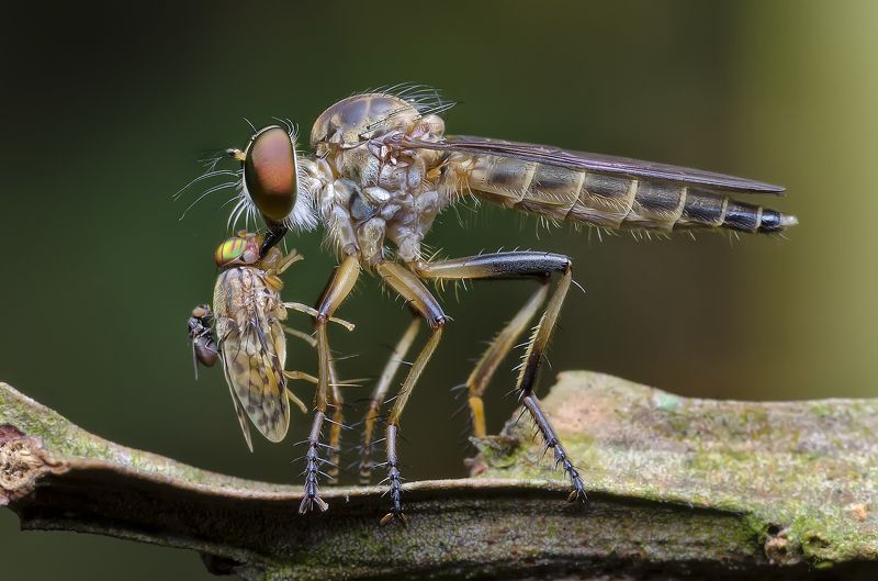 fly, dragon fly, flies, macro, insects, nature, jungle Help My Momphoto preview