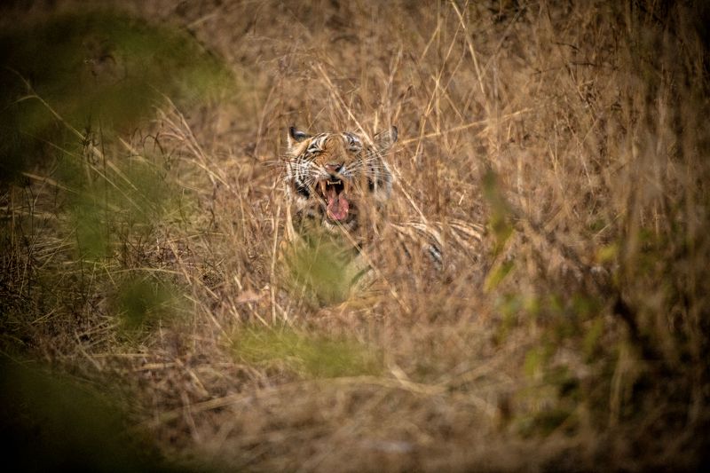 тигр   индия БЕНГАЛЬСКИЙ ТИГРphoto preview