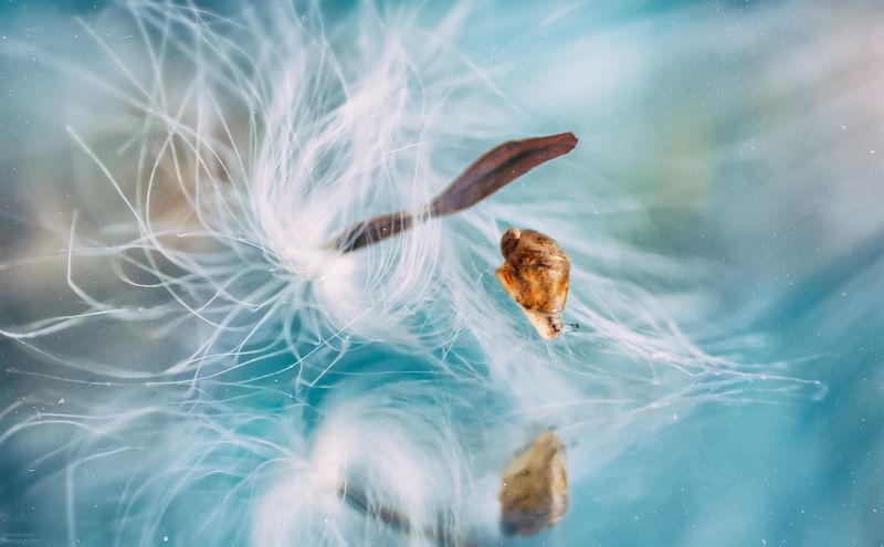 макро, пушинка, улитка, отражение, macro, fuzz, snail, reflection, ***photo preview