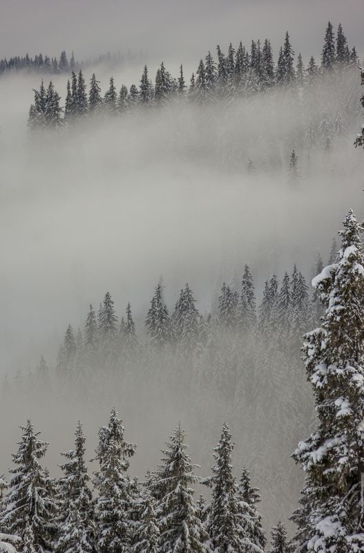 landscape winter mountains snow fog photography photo canvas wallpaper nature trees frame view  Winter in Vlădeasa mountainsphoto preview