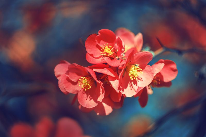 moment, момент, beautiful, красивый, nature, природа, beauty of nature, красота природы,  manual lens, мануальная оптика, helios-44m, flower, цветок, spring, весенний, red, красный, chaenomeles, хеномелес, Сон о цветущей весне…photo preview