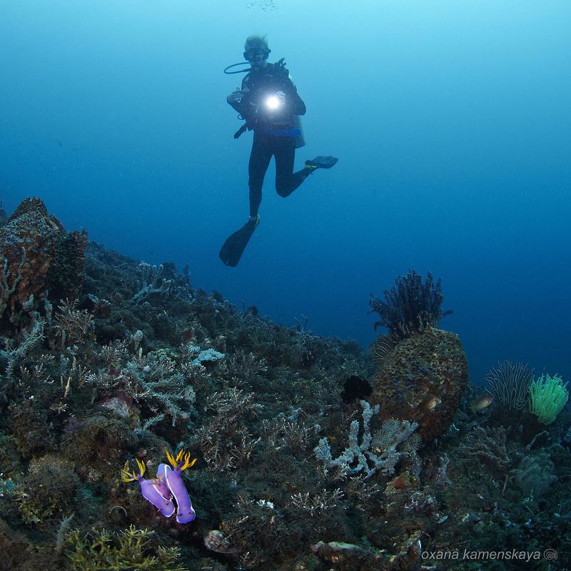underwater  coral nudibrunch diver blue Семейкаphoto preview