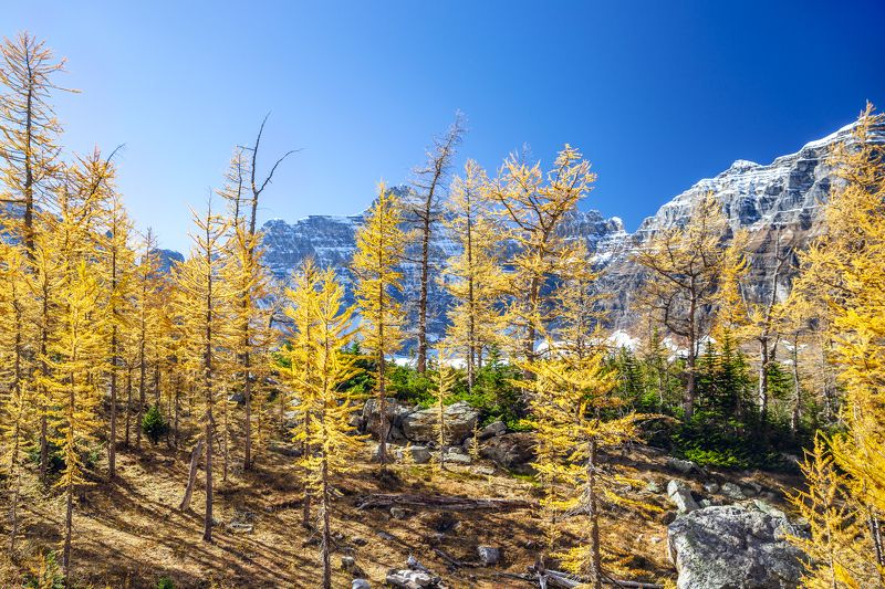 canada ,alberta ,banff ,banff national park ,larch hill ,explore canada ,canadainpictures ,mountain peaks ,mount hungabee ,autumn in canada ,larch season ,canadian rockies ,parks canada ,natural beauty ,canadian photography ,wild places ,larix ,mountain g Larch hillphoto preview
