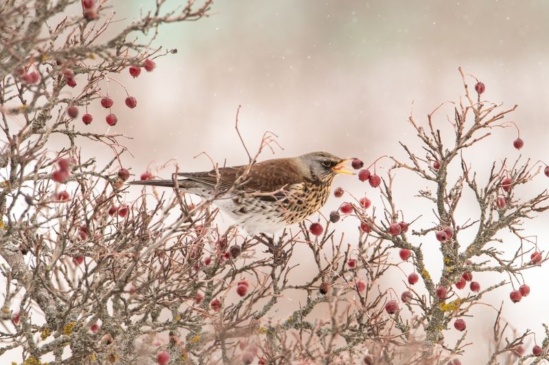 птицы, фауна, орнитология, птицы, животные Омномномphoto preview
