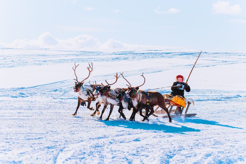 ямал ,салехард ,гонки, ямал, янао, олени, природа, полярный урал \