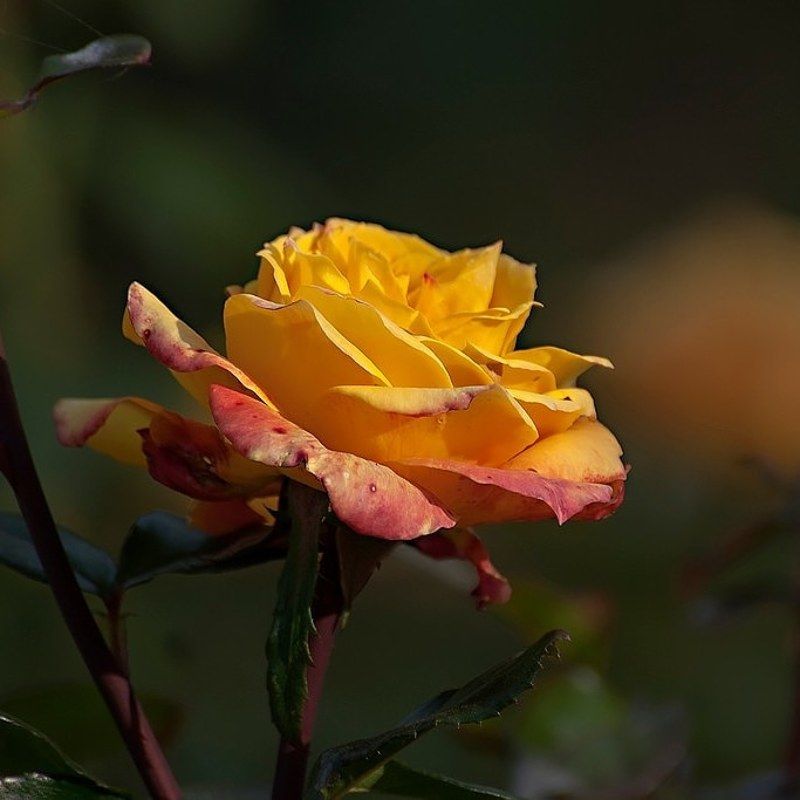 Цвет настроения жёлтый.photo preview