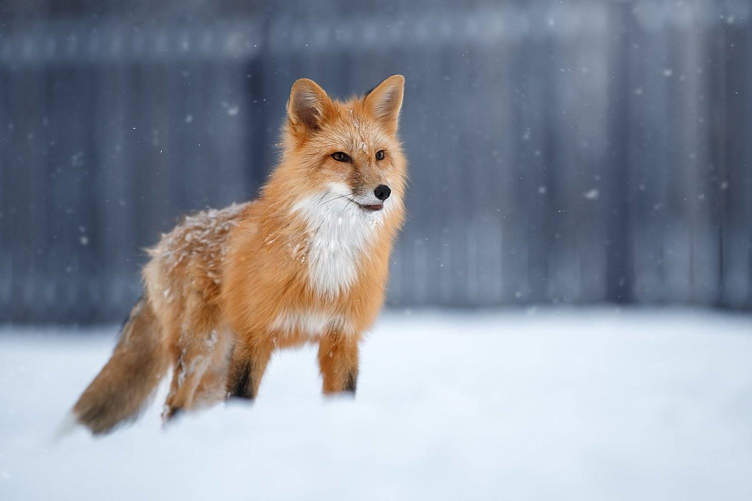 Хитруля. Автор: Светлана Писарева , Светлана Писарева