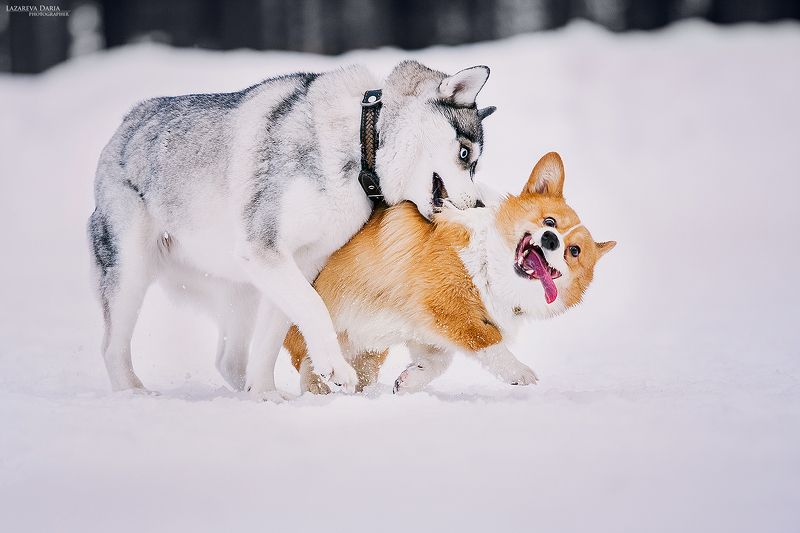 собака, природа, лес, зама, хаски, вельш корги пемброк Придёт серенький волчок  и укусит за бочок!photo preview