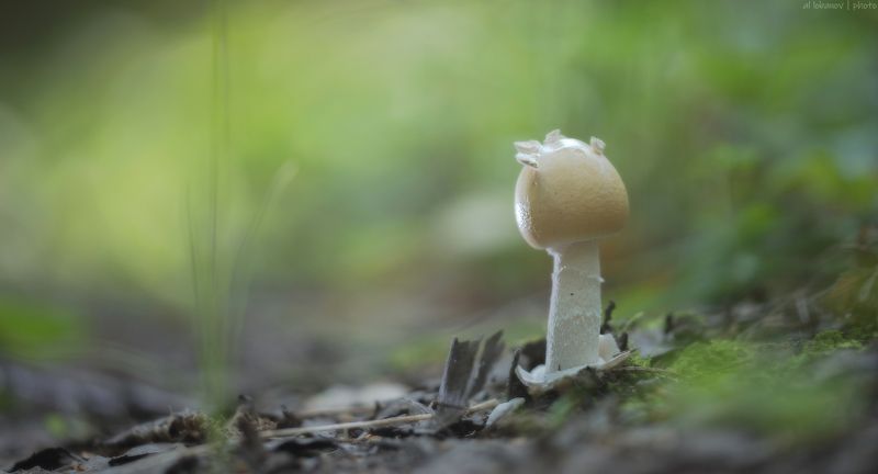 Новенькийphoto preview