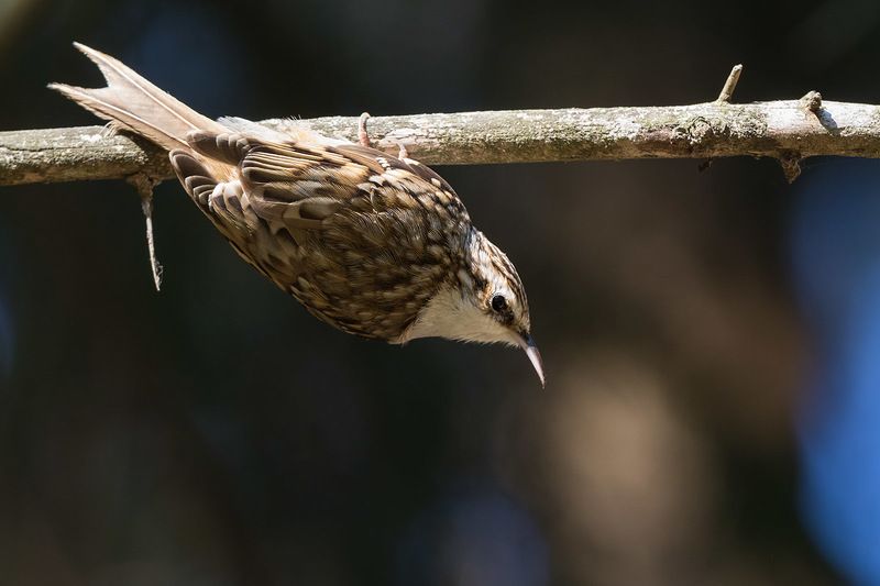 Про пищуху.photo preview