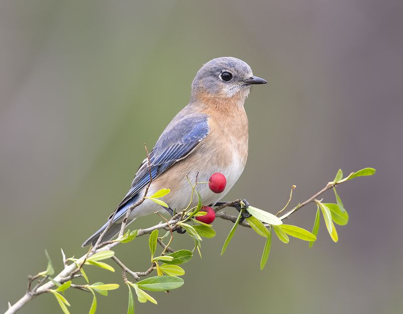 восточная сиалия, eastern bluebird,bluebird Восточная сиалия (самка) - Eastern Bluebird, femalephoto preview