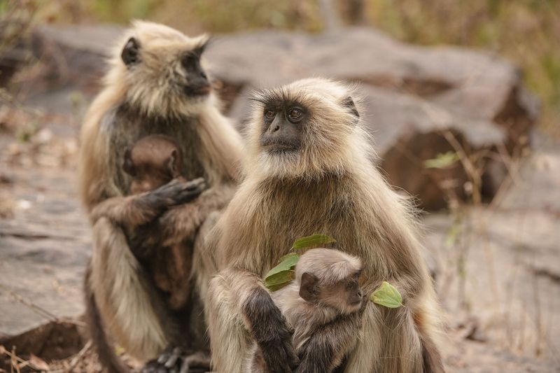 обезьяны  индия А у меня нормальный МУЖ...И РЕБЕНОК НОРМАЛЬНЫЙ...photo preview