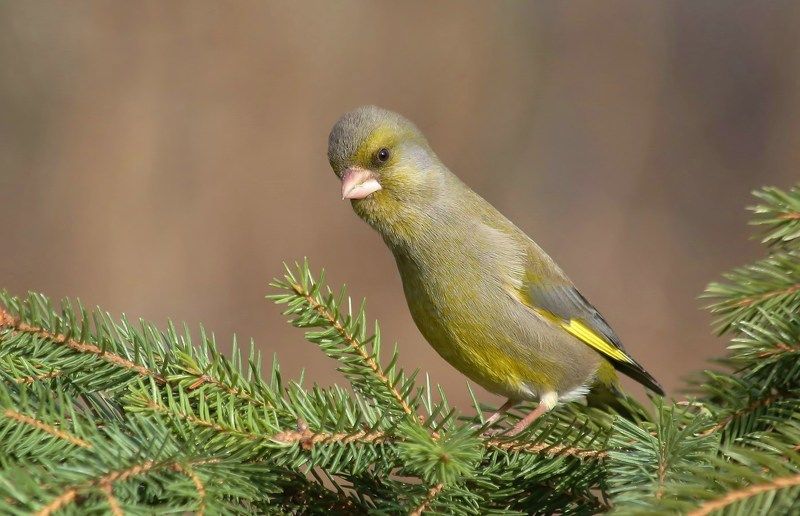 природа , птицы , лесная канарейка , весна очень интересноphoto preview