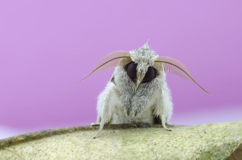 moth, sleeping, nature I am Sleepingphoto preview