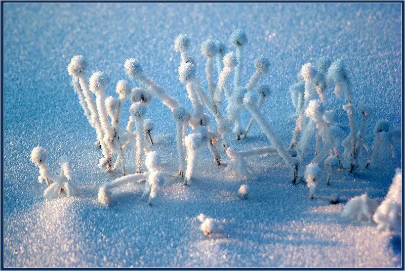 ромашки, иней Другой мир 2photo preview