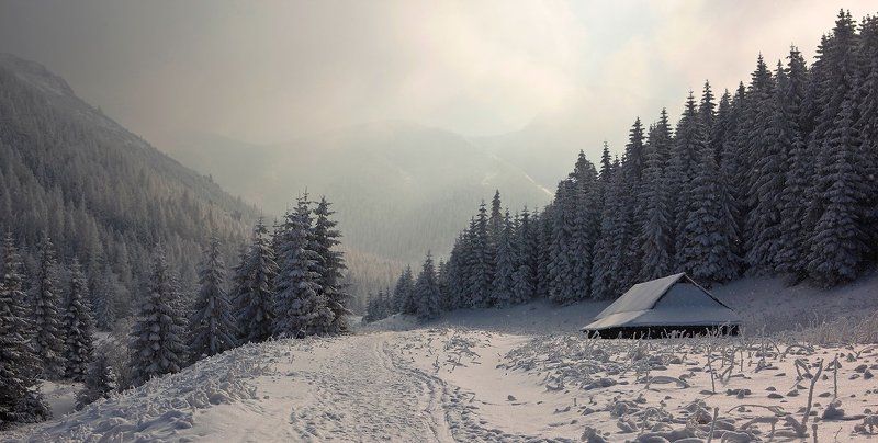 Приют.photo preview