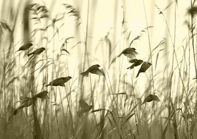 Птицы.photo preview