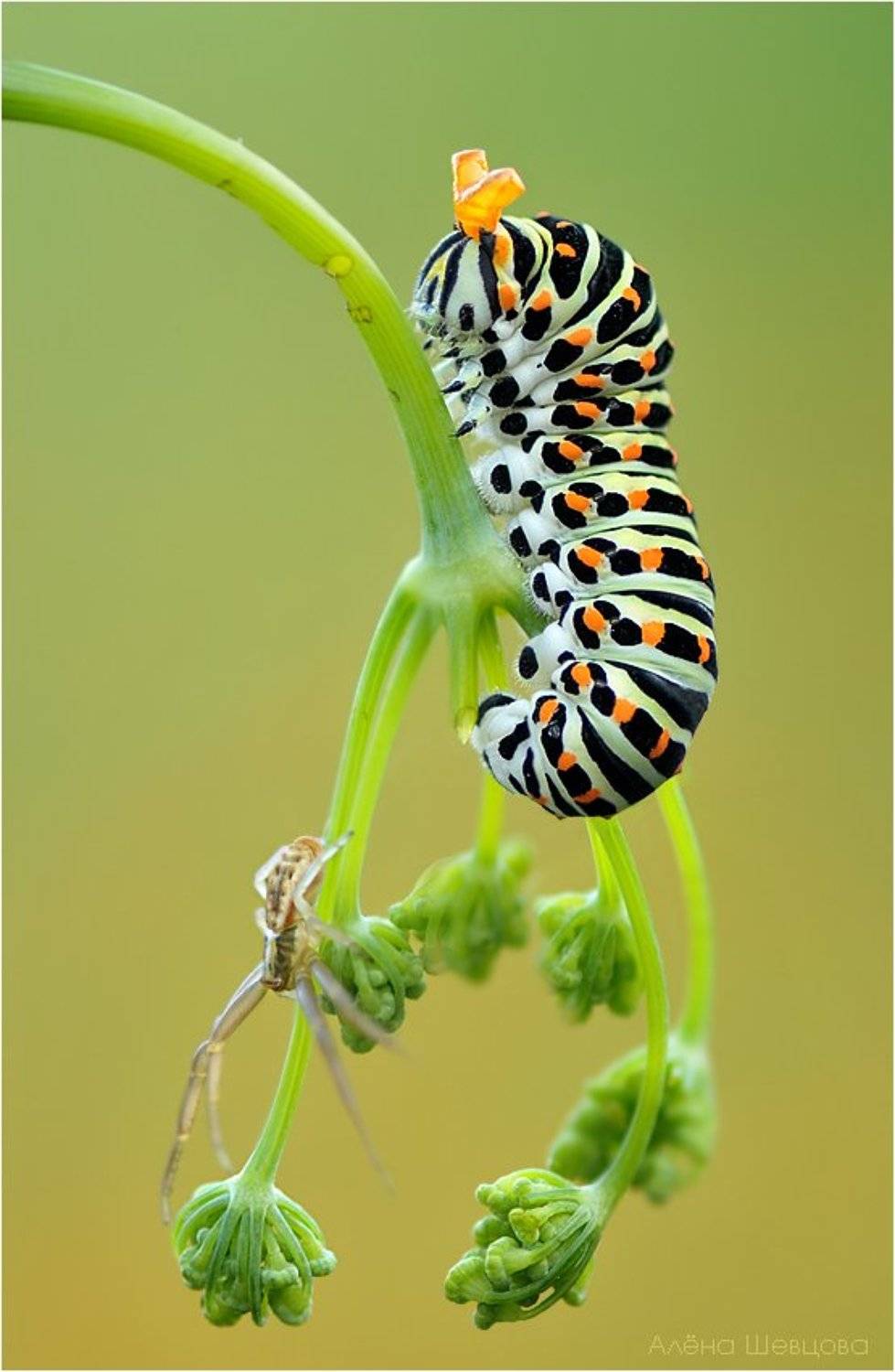 гусеница, махаон, Алёна Шевцова