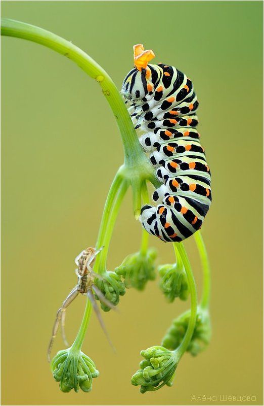 гусеница, махаон ***photo preview
