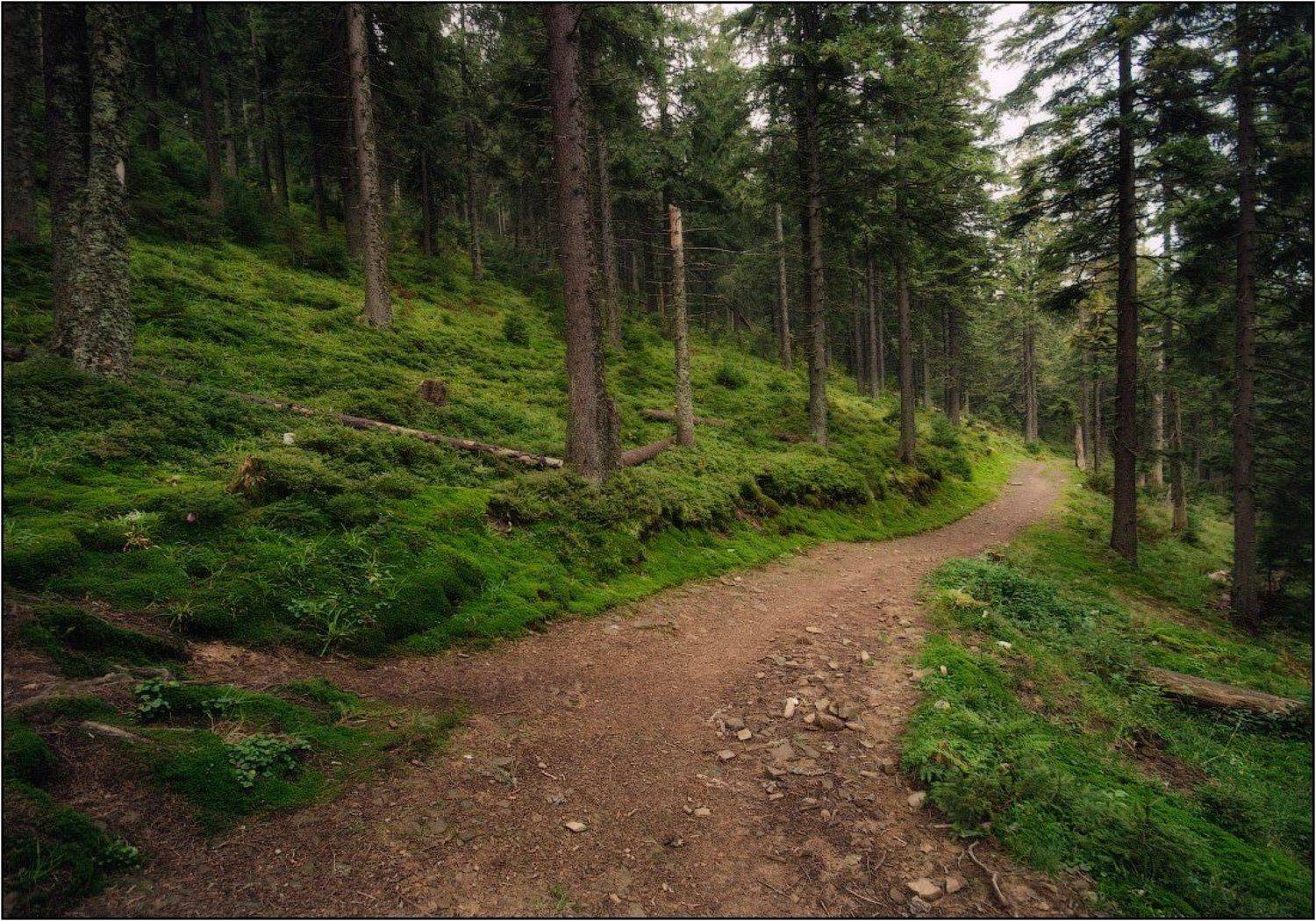 Гуляя по лесу. Автор: Dmitry Pozharsky карпаты, лес, горы, утро, свежесть, Dmitry Pozharsky