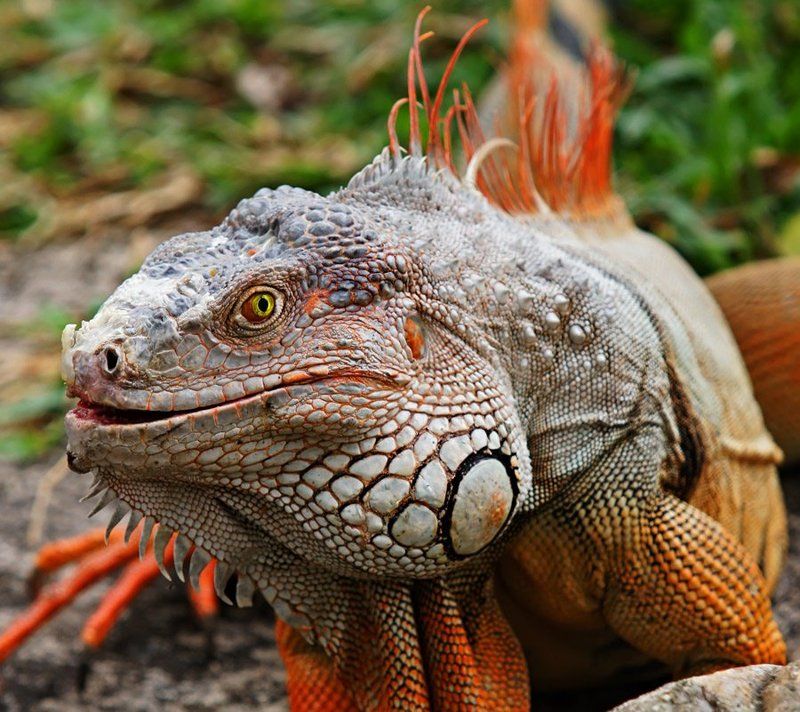 Дракошаphoto preview