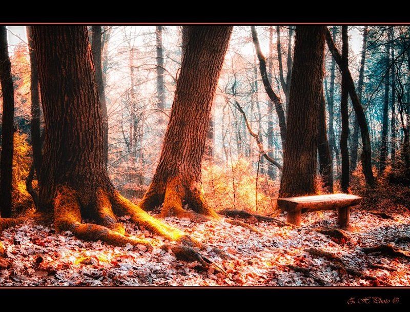 trees, bench, colors, woods, wooden, false Three trees and a wooden benchphoto preview