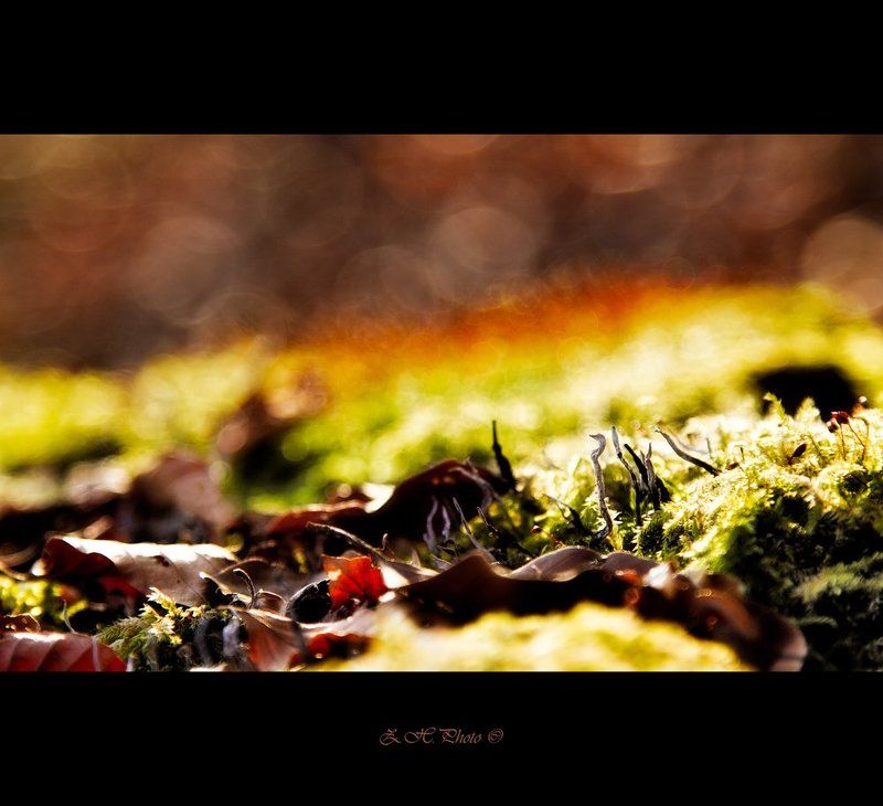 leaves, forest, bokeh, moss The sun is comingphoto preview