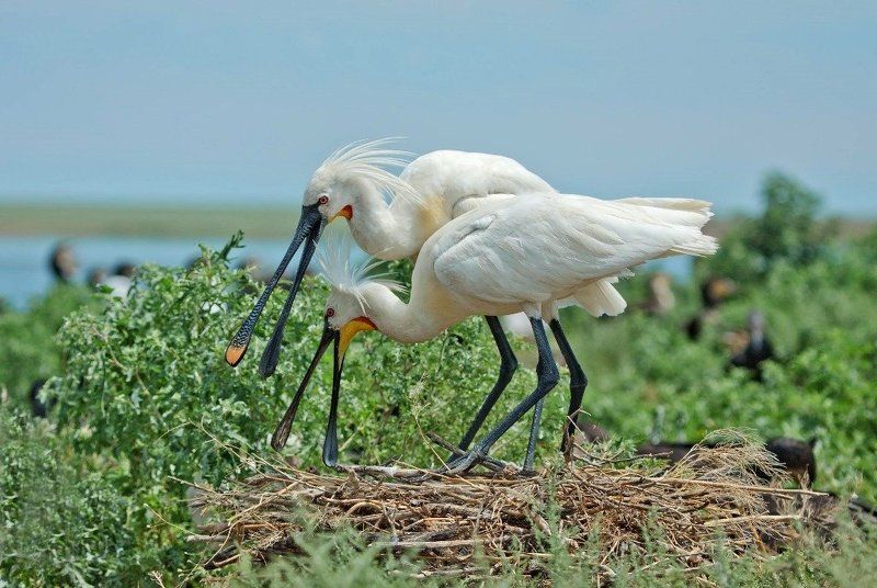 колпица. Семейство. фото превью