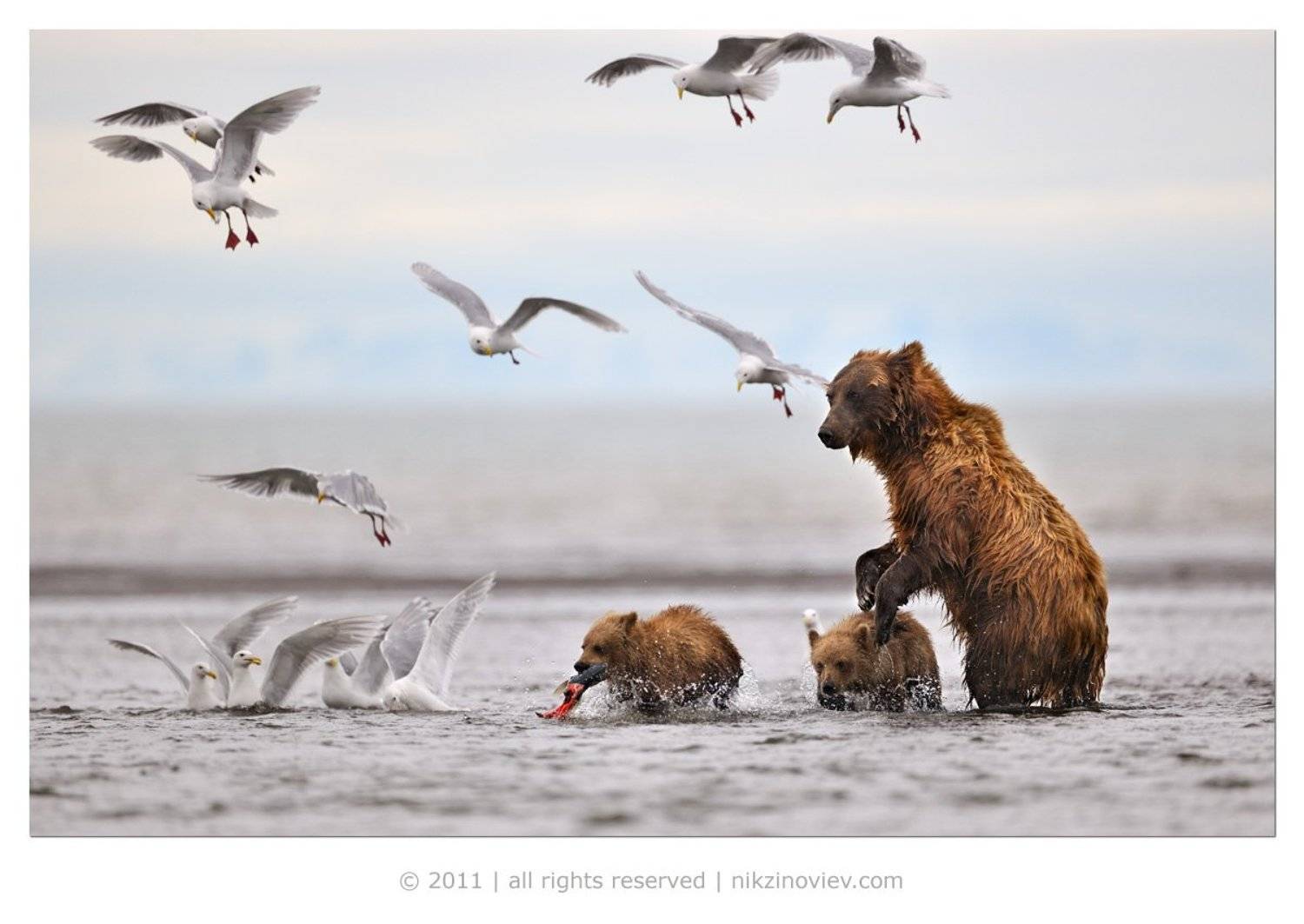 медведи, медведица, медвежата, дикая природа, россия, николай зиновьев, Николай Зиновьев