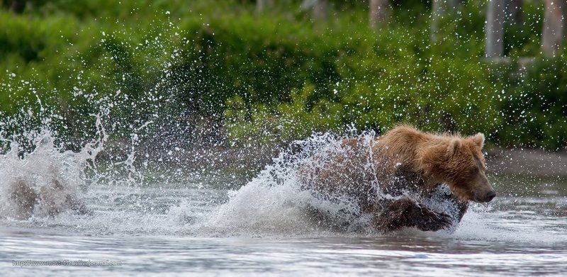 медведи, курильского, озера Рыбный спринтphoto preview