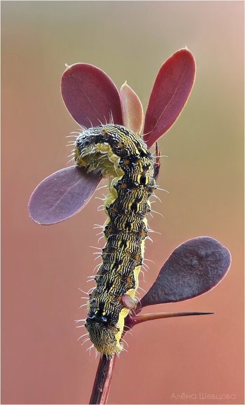 гусеница Такие ужасные и такие прекрасные.photo preview