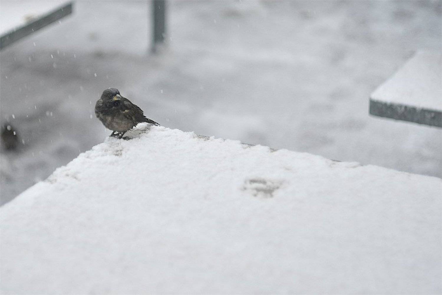 Автор: Павел Нагорный , Павел Нагорный