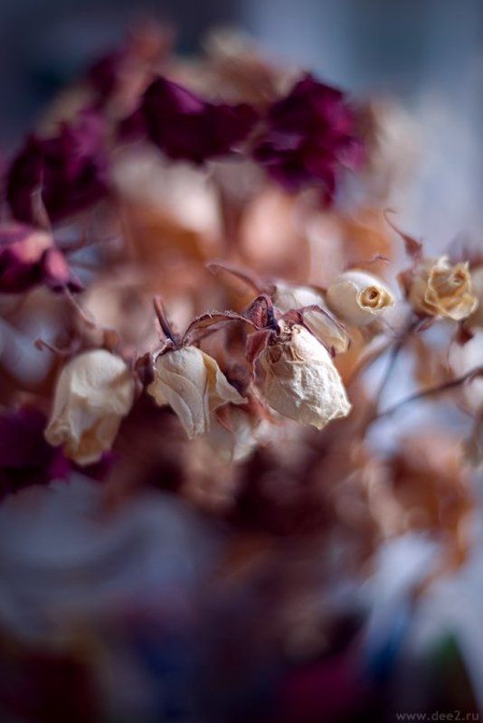 розы, экибана Розыphoto preview