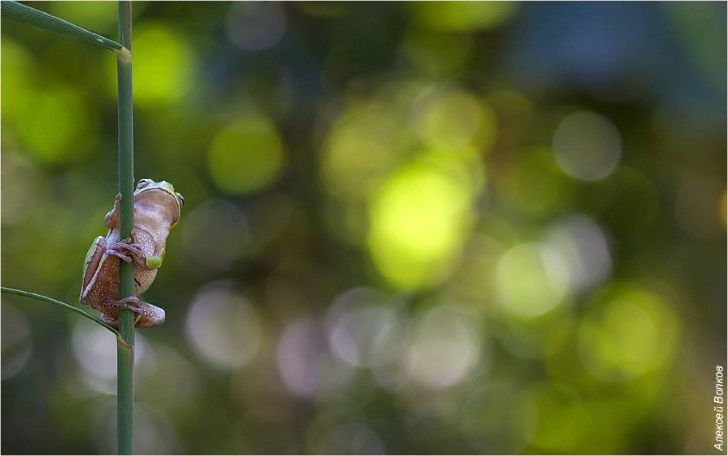 квакша, hyla arborea, Алексей Волков