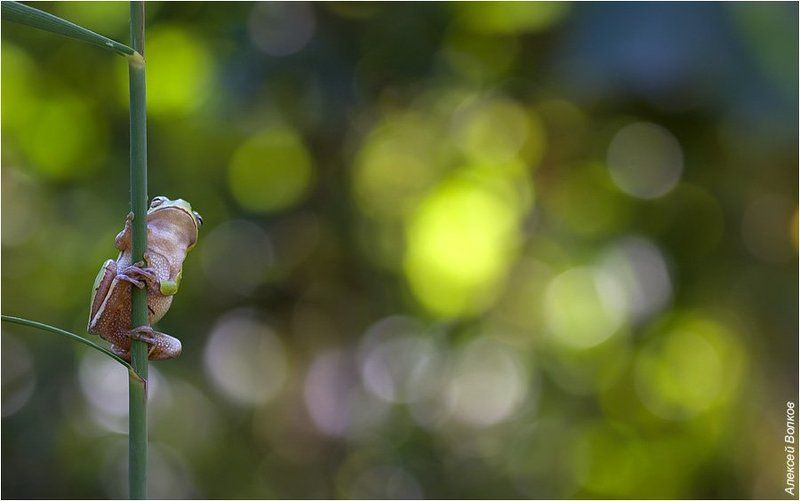 квакша, hyla arborea А мне бы в небоphoto preview