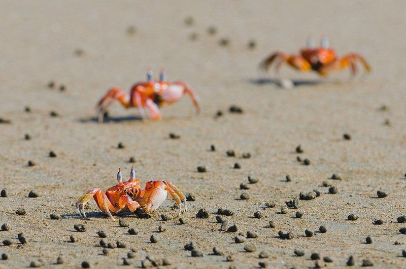 коста-рика, краб-привидение Красные наступают...photo preview