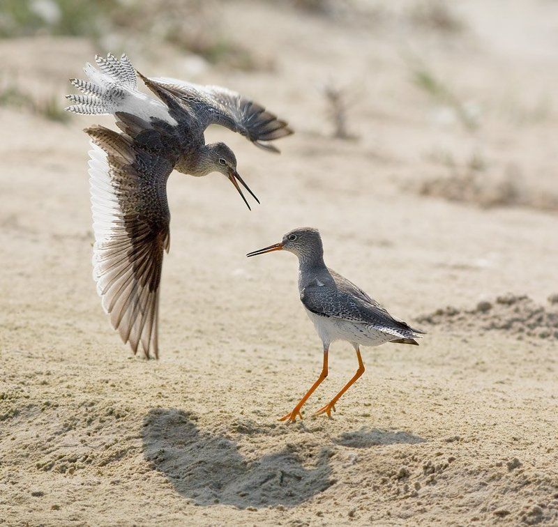 травник , кулик , драка куликова битва 2photo preview