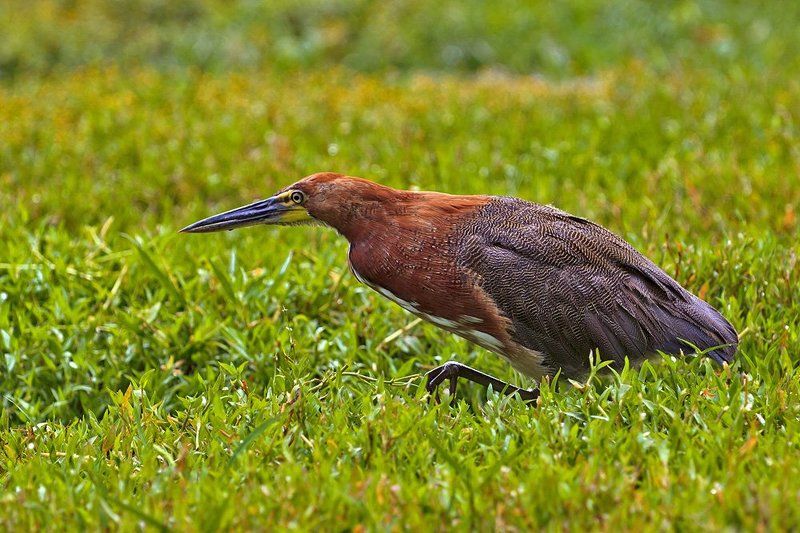 венесуэла Птицы и животные Венесуэлыphoto preview