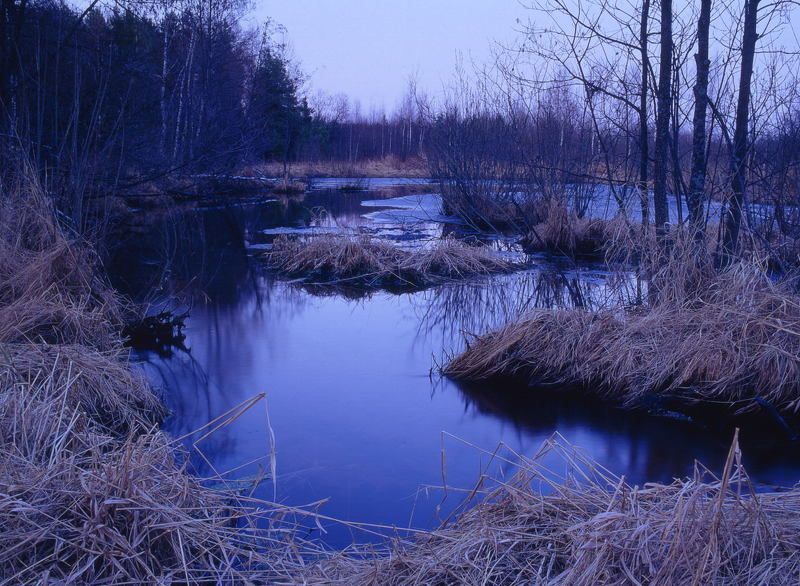 весна.вода.вечер.тростник Весна,болото.photo preview