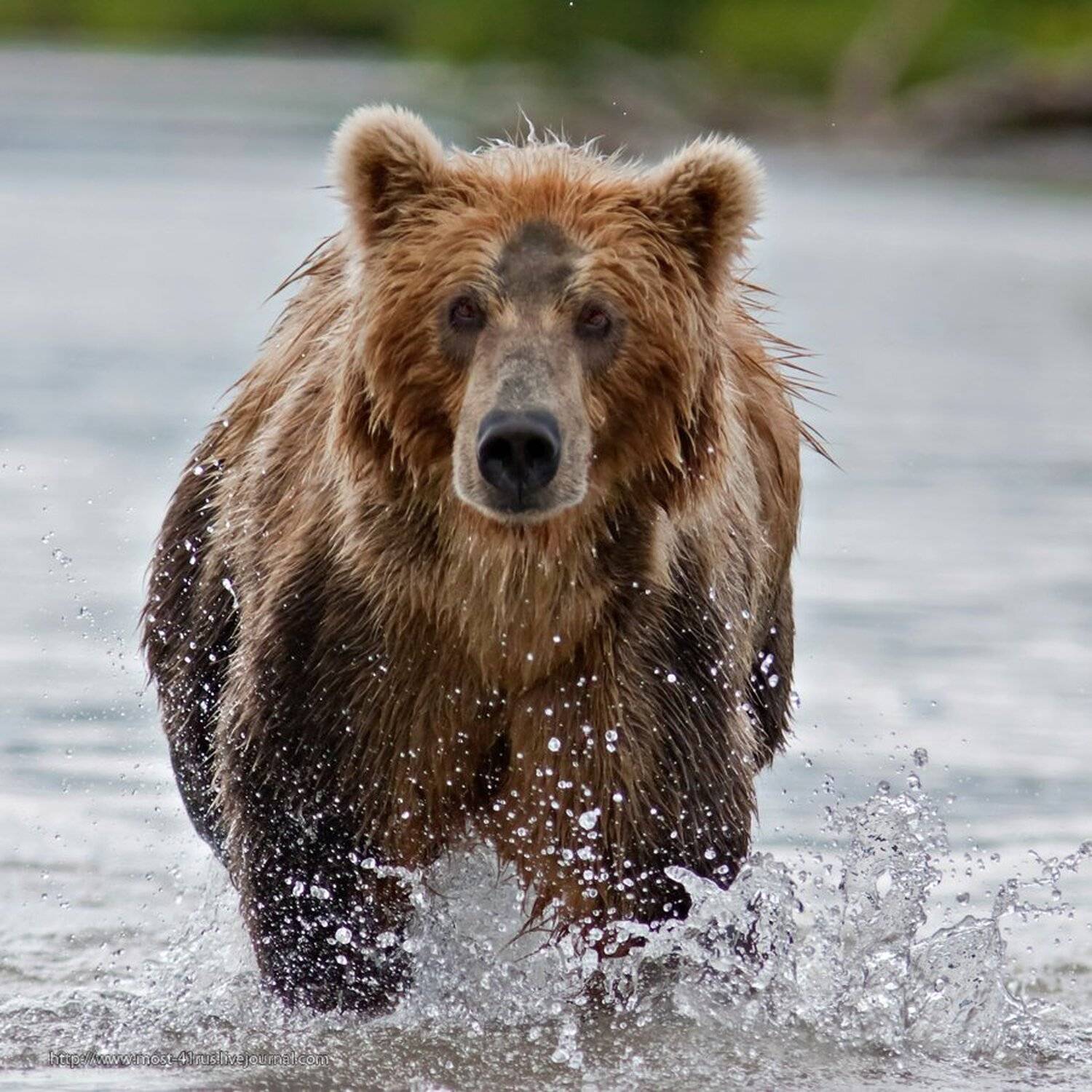 камчатка, курильское озеро, Сергей Краснощёков